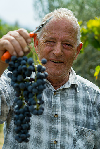 Happy villager harvesting grape for Uka Wine.